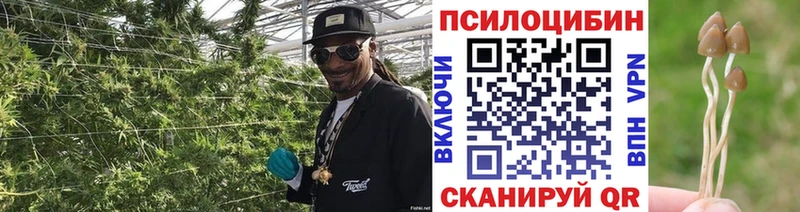 OMG ONION  Новосокольники  Галлюциногенные грибы мицелий 